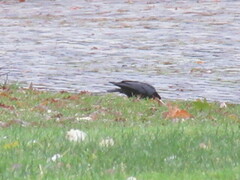 Corvus corone corone