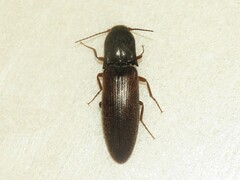 Agriotes ferrugineipennis