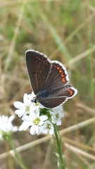 Aricia agestis