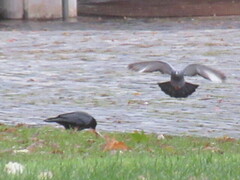 Corvus corone corone