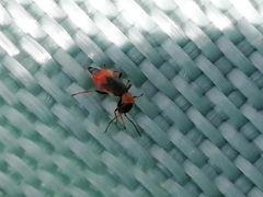 Cerapheles terminatus