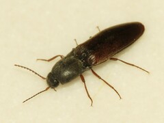 Agriotes ferrugineipennis