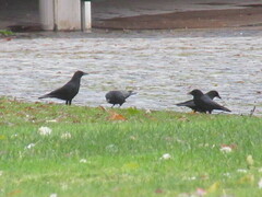 Corvus corone corone