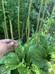 Plantago major