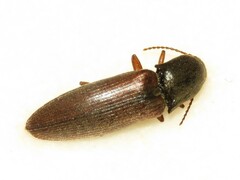 Agriotes ferrugineipennis