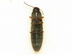 Agriotes ferrugineipennis