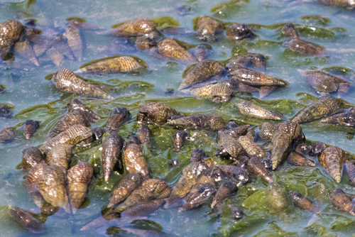 Japanese False Cerith