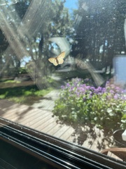 Cyclophora punctaria