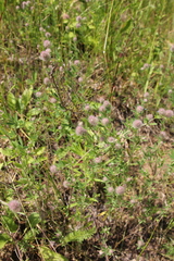 Trifolium arvense