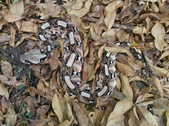 Bitis gabonica