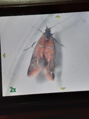 Promalactis procerella