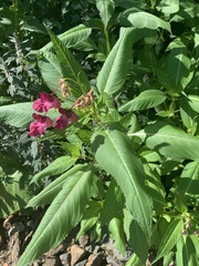 Impatiens glandulifera