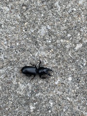 Scarites subterraneus