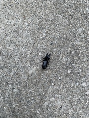 Scarites subterraneus