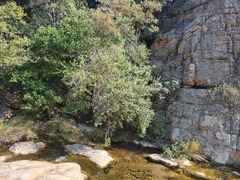 Phylica paniculata