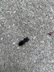 Scarites subterraneus
