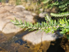 Phylica paniculata