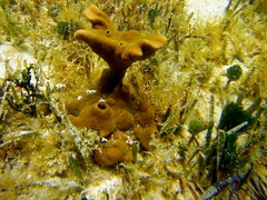Cliona varians