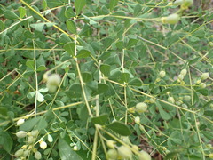 Baptisia tinctoria