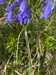 Campanula alpina