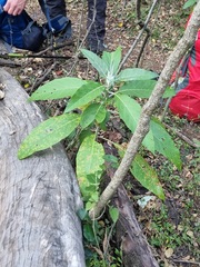 Solanum giganteum