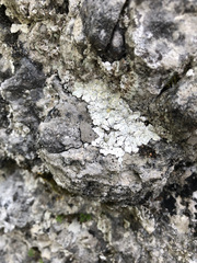 Squamarina periculosa