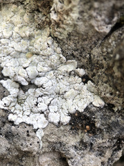 Squamarina periculosa