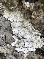 Squamarina periculosa