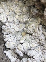 Squamarina periculosa