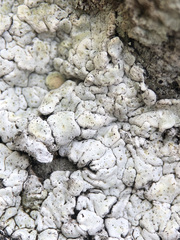 Squamarina periculosa