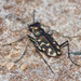 Wetsalts Tiger Beetle - Photo (c) BJ Stacey, some rights reserved (CC BY-NC), uploaded by BJ Stacey