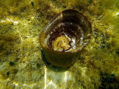 Ircinia campana