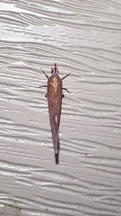 Apache degeeri
