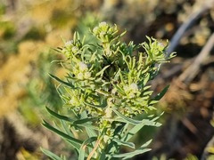 Phymaspermum athanasioides