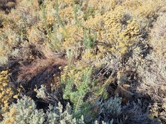 Phymaspermum athanasioides