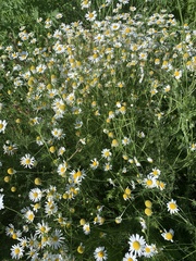 Tripleurospermum inodorum