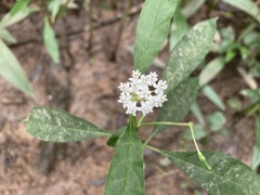 Asclepias perennis