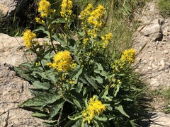 Solidago virgaurea virgaurea