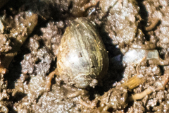 Melampus olivaceus