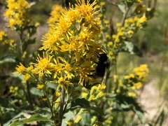 Solidago virgaurea virgaurea