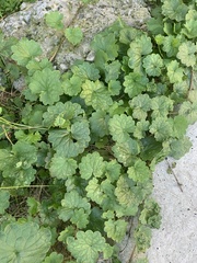 Glechoma hederacea