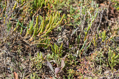 Chloropyron maritimum