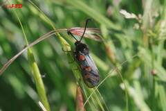 Zygaena oxytropis