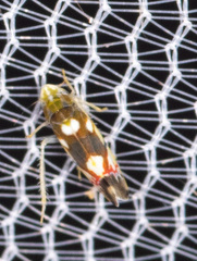 Erythroneura elegans