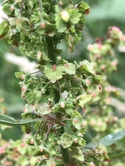 Rumex × acutus