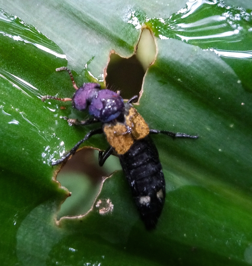 Chitocompsus kristenseni