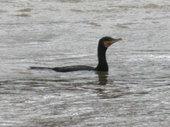 Phalacrocorax carbo