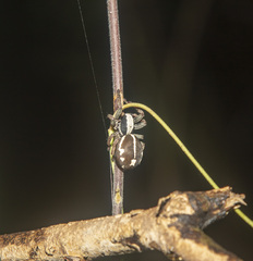 Storenomorpha