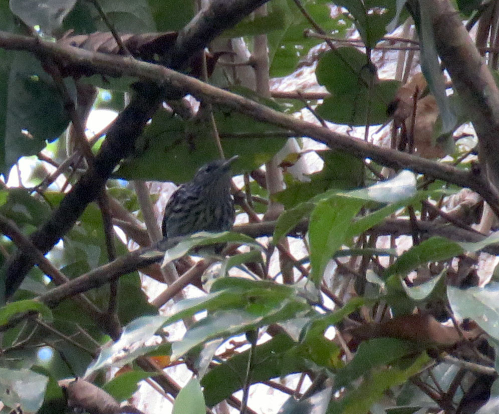 Amazonian Streaked Antwren (Myrmotherula multostriata), photo 9