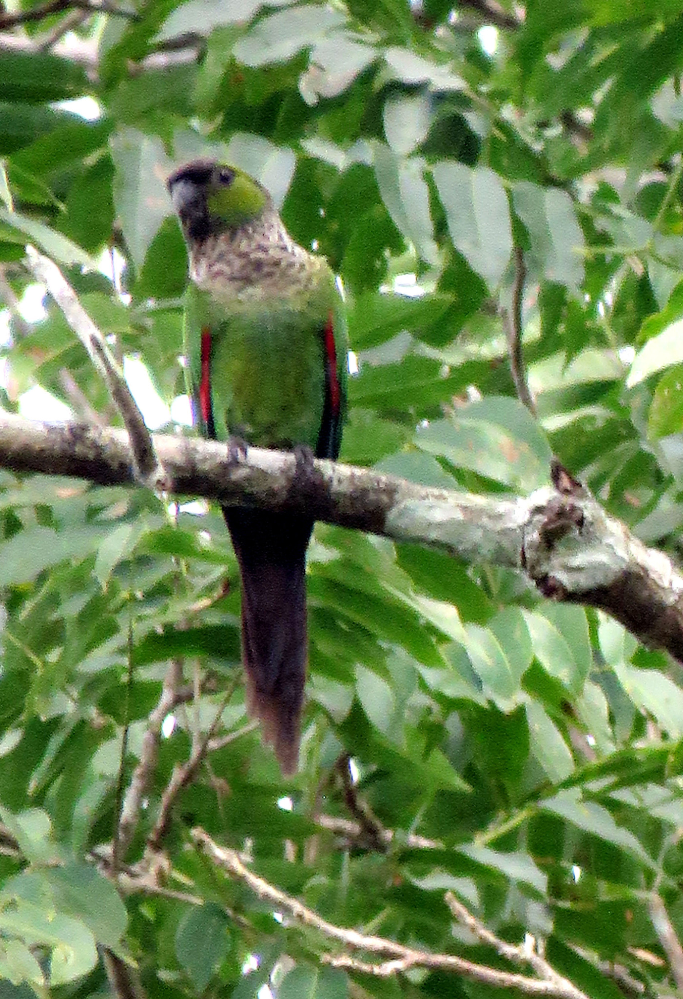 Black-capped Parakeet (Pyrrhura rupicola), photo 6
